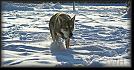 74 snow * 2968 x 1524 * (6.41MB)